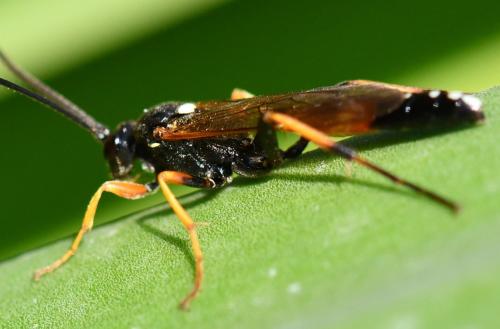 Réf. 267 689 : Diphyus raptorius